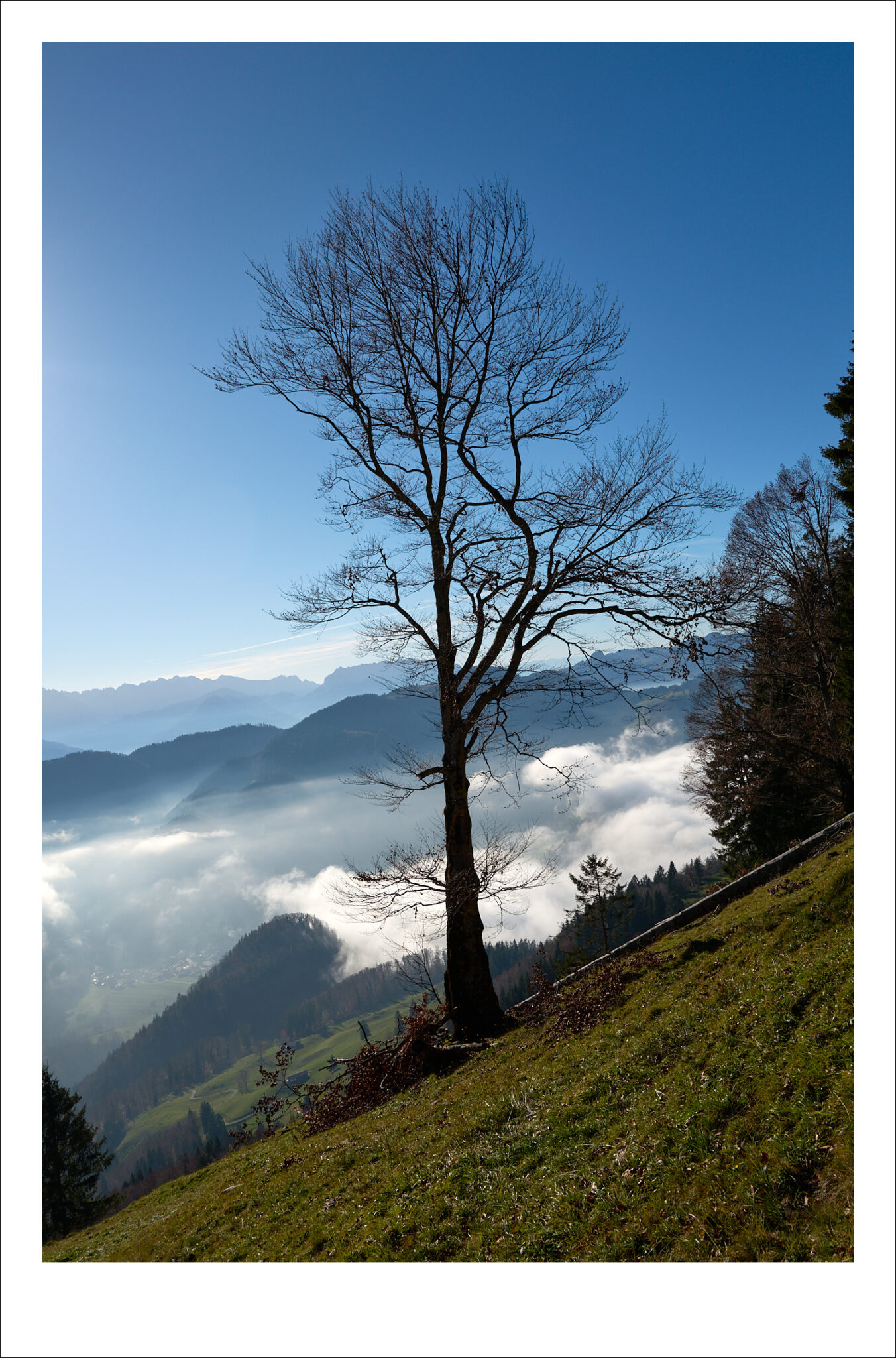 Trees